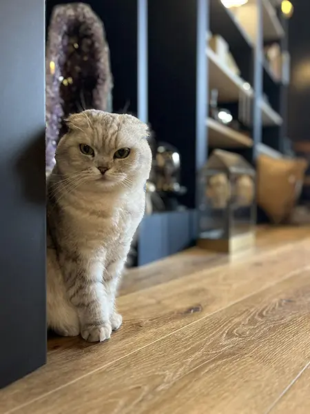 chat salon de thé Maison Morgane