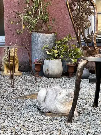 Cour intérieure salon de thé Brocéliande